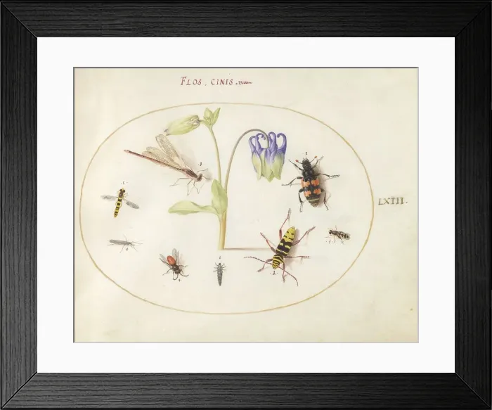 Framed Print : Plate 63: A Dragonfly and Seven Other Insects with a Blue and White Columbine, c. 1575 / 1580. Creator: Joris Hoefnagel Framed Print : Plate 63: A Dragonfly and Seven Other Insects with a Blue and White Columbine, c. 1575 / 1580. Creator: Joris Hoefnagel