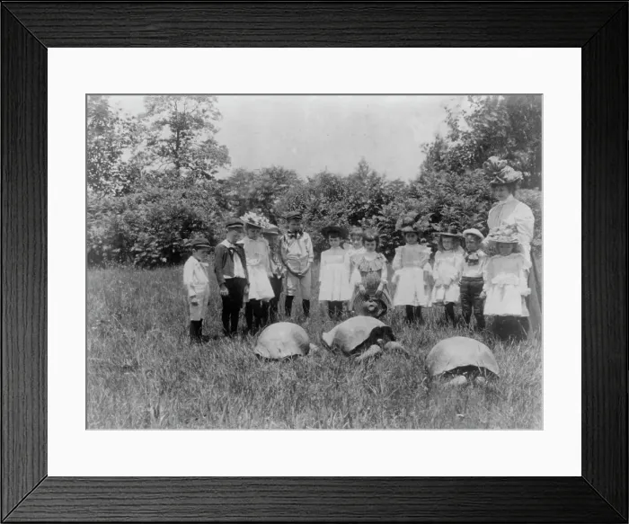 Framed Print : School children and three terrapin, Washington, D.C. (1899?). Creator: Frances Benjamin Johnston Framed Print : School children and three terrapin, Washington, D.C. (1899?). Creator: Frances Benjamin Johnston
