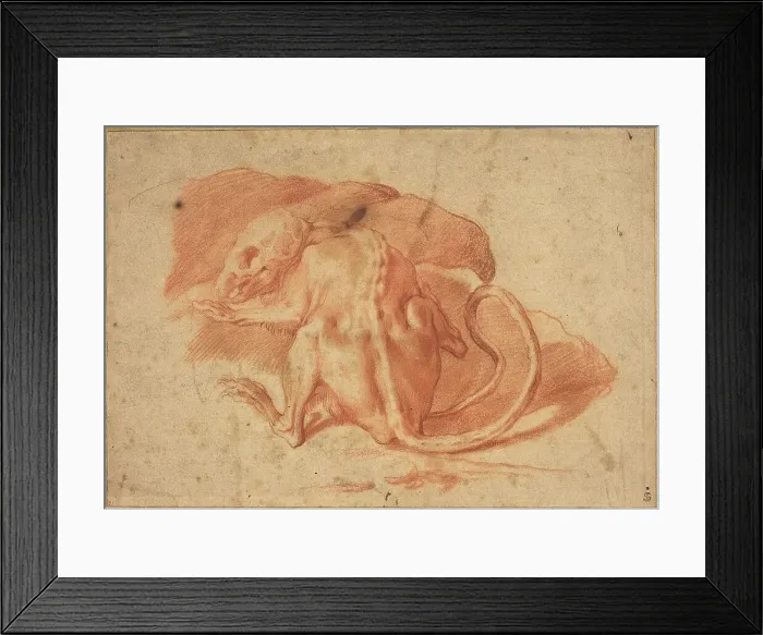 Framed Print : A Partially Skinned Rat, late 16th or early 17th century. Creator: Unknown Framed Print : A Partially Skinned Rat, late 16th or early 17th century. Creator: Unknown