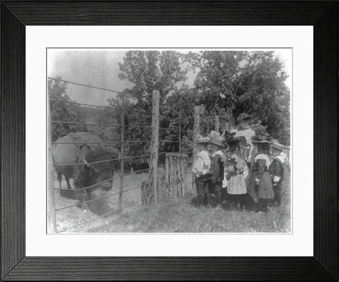 Framed Print : School children looking at bison at zoo, Washington, D.C. (1899?). Creator: Frances Benjamin Johnston Framed Print : School children looking at bison at zoo, Washington, D.C. (1899?). Creator: Frances Benjamin Johnston