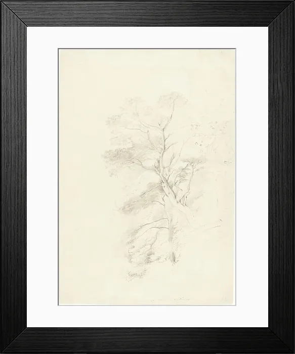Framed Print : A Beech Wood, 1815. Creator: John Linnell Framed Print : A Beech Wood, 1815. Creator: John Linnell