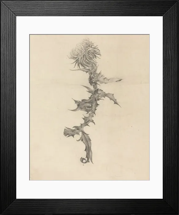 Framed Print : Thistle, 1890s. Creator: Karel Vitezslav Masek Framed Print : Thistle, 1890s. Creator: Karel Vitezslav Masek