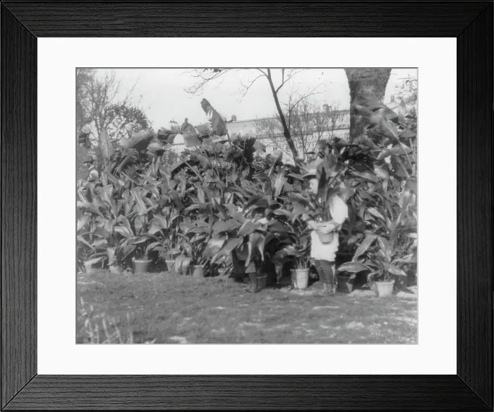 Framed Print : Quentin Roosevelt, 1901. Creator: Frances Benjamin Johnston Framed Print : Quentin Roosevelt, 1901. Creator: Frances Benjamin Johnston