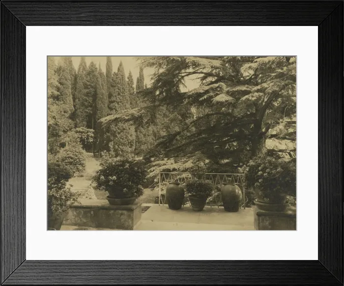 Framed Print : Italy, Villa Bel Riposo, Fiesole i.e. San Domenico, Cedars of Lebanon, 1925. Creator: Frances Benjamin Johnston. Italy, Villa Bel Riposo, Fiesole i.e. San Domenico, Cedars of Lebanon, 1925. Creator: Frances Benjamin Johnston Framed Print : Italy, Villa Bel Riposo, Fiesole i.e. San Domenico, Cedars of Lebanon, 1925. Creator: Frances Benjamin Johnston. Italy, Villa Bel Riposo, Fiesole i.e. San Domenico, Cedars of Lebanon, 1925. Creator: Frances Benjamin Johnston