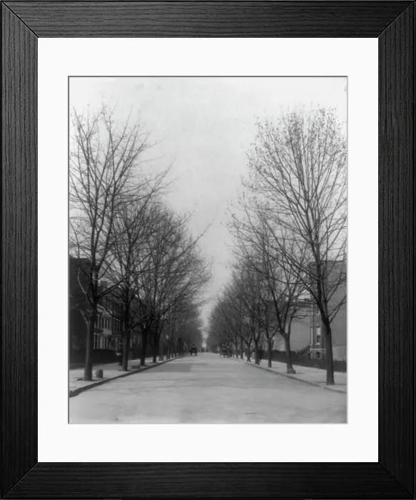 Framed Print : Washington Street shade trees, between 1890 and 1950. Creator: Frances Benjamin Johnston Framed Print : Washington Street shade trees, between 1890 and 1950. Creator: Frances Benjamin Johnston