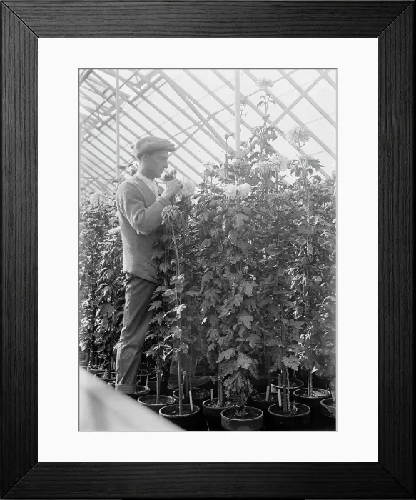 Framed Print : Agriculture Department - Jessie Wilson Chrysanthemum, Martin Graner, Gardener, 1913. Creator: Harris & Ewing. Agriculture Department - Jessie Wilson Chrysanthemum, Martin Graner, Gardener, 1913. Creator: Harris & Ewing Framed Print : Agriculture Department - Jessie Wilson Chrysanthemum, Martin Graner, Gardener, 1913. Creator: Harris & Ewing. Agriculture Department - Jessie Wilson Chrysanthemum, Martin Graner, Gardener, 1913. Creator: Harris & Ewing