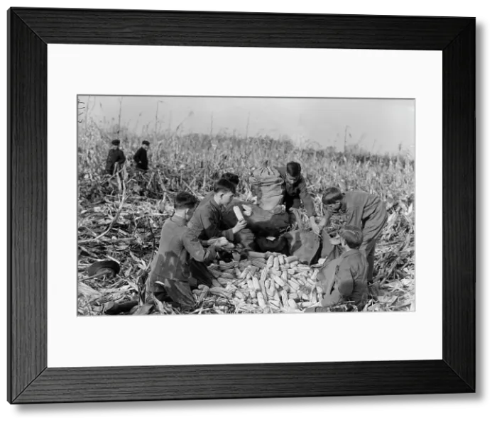 Framed Print : Boy Scouts, Boy Scout Farm, 1917. Creator: Harris & Ewing. Boy Scouts, Boy Scout Farm, 1917. Creator: Harris & Ewing Framed Print : Boy Scouts, Boy Scout Farm, 1917. Creator: Harris & Ewing. Boy Scouts, Boy Scout Farm, 1917. Creator: Harris & Ewing