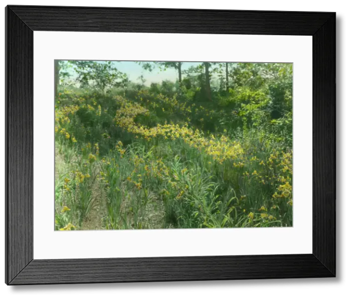 Framed Print : Dr. Charles William Richardson house, Chevy Chase, Washington, D.C. c1921. Creator: Frances Benjamin Johnston Framed Print : Dr. Charles William Richardson house, Chevy Chase, Washington, D.C. c1921. Creator: Frances Benjamin Johnston