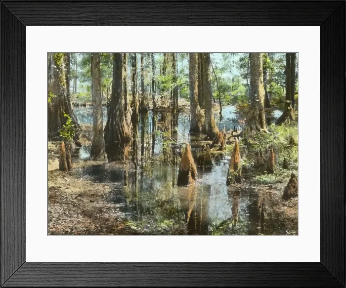 Framed Print : Magnolia Plantation, 3550 Ashley River Road, Charleston, South Carolina, 1928. Creator: Frances Benjamin Johnston. Magnolia Plantation, 3550 Ashley River Road, Charleston, South Carolina, 1928. Creator: Frances Benjamin Johnston Framed Print : Magnolia Plantation, 3550 Ashley River Road, Charleston, South Carolina, 1928. Creator: Frances Benjamin Johnston. Magnolia Plantation, 3550 Ashley River Road, Charleston, South Carolina, 1928. Creator: Frances Benjamin Johnston