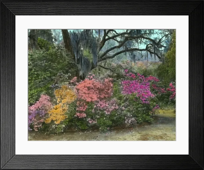 Framed Print : Magnolia Plantation, 3550 Ashley River Road, Charleston, South Carolina, 1928. Creator: Frances Benjamin Johnston. Magnolia Plantation, 3550 Ashley River Road, Charleston, South Carolina, 1928. Creator: Frances Benjamin Johnston Framed Print : Magnolia Plantation, 3550 Ashley River Road, Charleston, South Carolina, 1928. Creator: Frances Benjamin Johnston. Magnolia Plantation, 3550 Ashley River Road, Charleston, South Carolina, 1928. Creator: Frances Benjamin Johnston