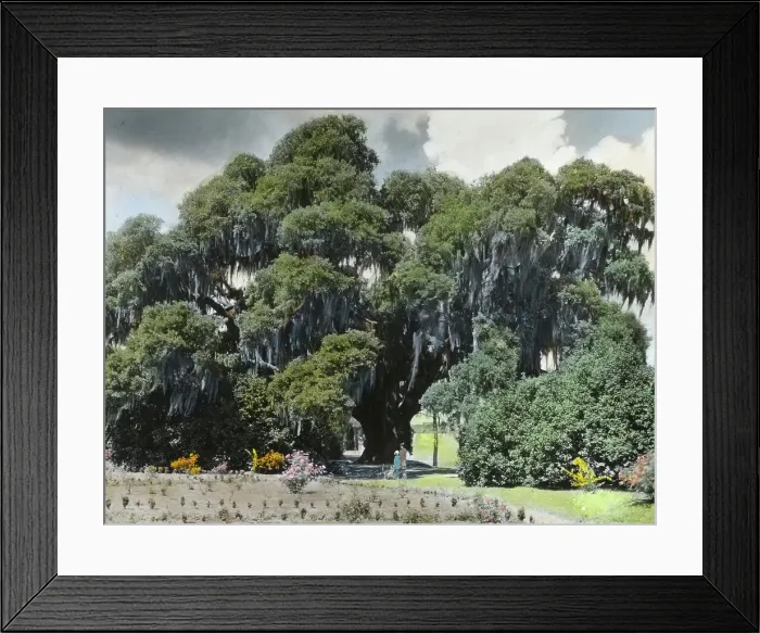 Framed Print : Middleton Place, John Julius Pringle Smith house, 4300 Ashley River Road, Charleston... 1928. Creator: Frances Benjamin Johnston. Middleton Place, John Julius Pringle Smith house, 4300 Ashley River Road, Charleston... 1928 Framed Print : Middleton Place, John Julius Pringle Smith house, 4300 Ashley River Road, Charleston... 1928. Creator: Frances Benjamin Johnston. Middleton Place, John Julius Pringle Smith house, 4300 Ashley River Road, Charleston... 1928