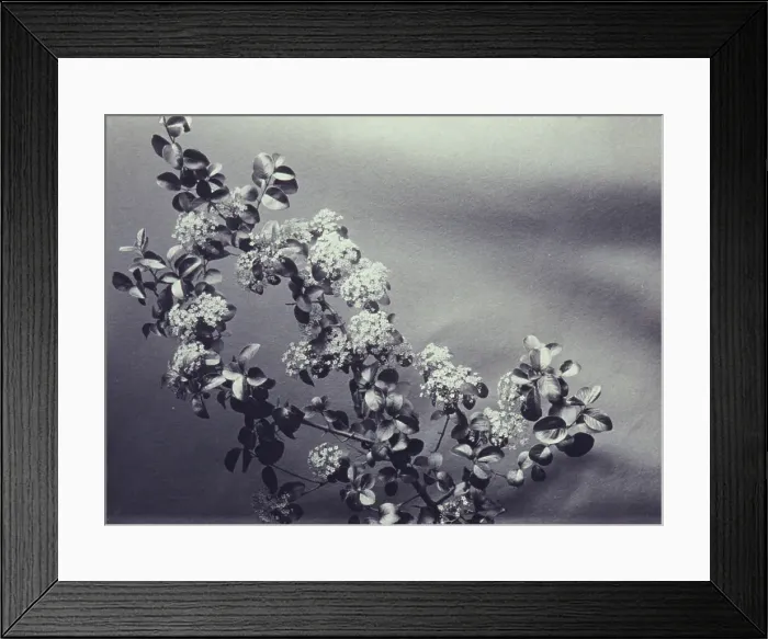 Framed Print : Hawthornes, c1900. Creator: Mary Frances Carpenter Paschall Framed Print : Hawthornes, c1900. Creator: Mary Frances Carpenter Paschall