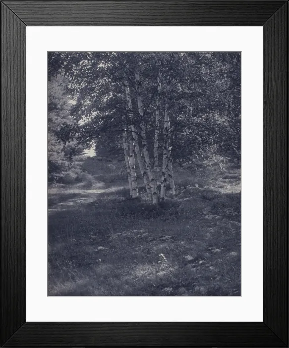 Framed Print : Birch trees along a path, c1900. Creator: W Radford Framed Print : Birch trees along a path, c1900. Creator: W Radford