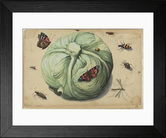 Framed Print : Head of Cabbage with Insects, early 17th century. Creator: Unknown Framed Print : Head of Cabbage with Insects, early 17th century. Creator: Unknown