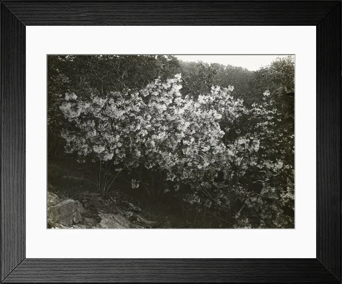 Framed Print : Flowering plant, between 1915 and 1935. Creator: Frances Benjamin Johnston Framed Print : Flowering plant, between 1915 and 1935. Creator: Frances Benjamin Johnston