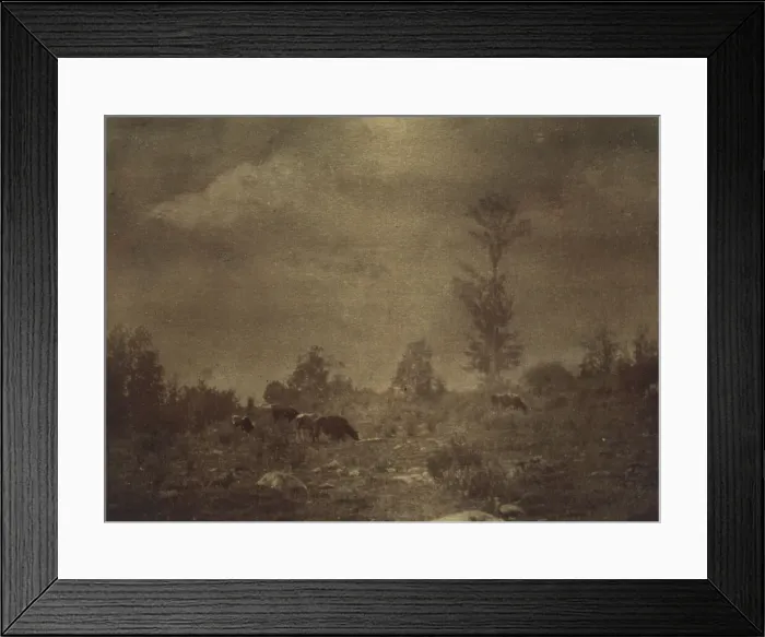 Framed Print : Landscape of cows grazing in a rocky field, c1900. Creator: Unknown Framed Print : Landscape of cows grazing in a rocky field, c1900. Creator: Unknown