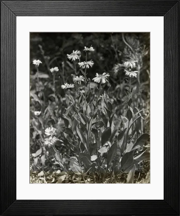 Framed Print : Aster (aster), between 1915 and 1935. Creator: Frances Benjamin Johnston Framed Print : Aster (aster), between 1915 and 1935. Creator: Frances Benjamin Johnston