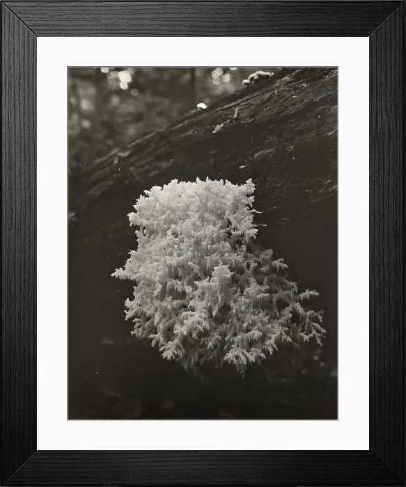 Framed Print : Coral mushroom (Ramaria), between 1910 and 1935. Creator: Frances Benjamin Johnston Framed Print : Coral mushroom (Ramaria), between 1910 and 1935. Creator: Frances Benjamin Johnston