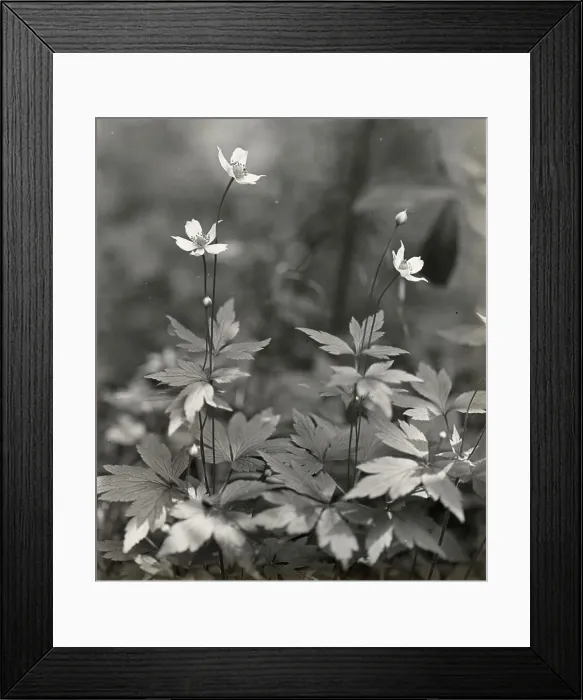 Framed Print : Wood anemone, between 1915 and 1935. Creator: Frances Benjamin Johnston Framed Print : Wood anemone, between 1915 and 1935. Creator: Frances Benjamin Johnston