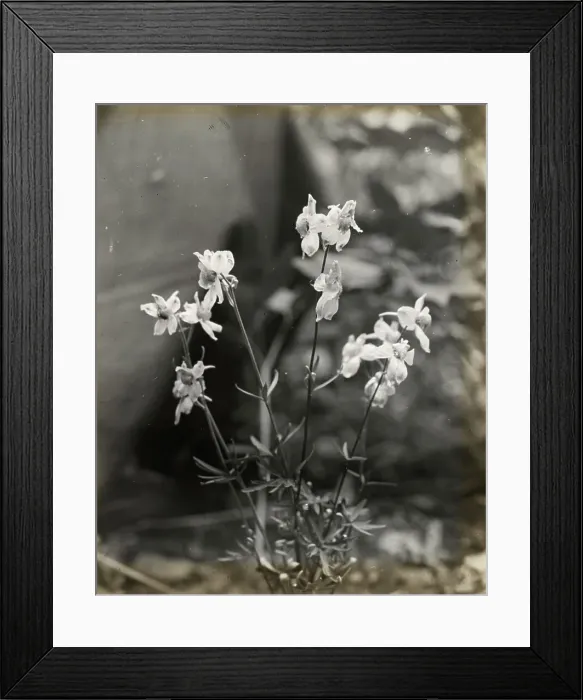 Framed Print : Larkspur (delphinium), between 1915 and 1935. Creator: Frances Benjamin Johnston Framed Print : Larkspur (delphinium), between 1915 and 1935. Creator: Frances Benjamin Johnston