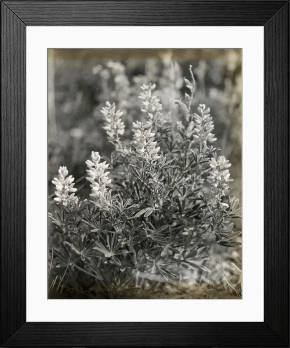 Framed Print : Lupin (lupinus), between 1915 and 1935. Creator: Frances Benjamin Johnston Framed Print : Lupin (lupinus), between 1915 and 1935. Creator: Frances Benjamin Johnston
