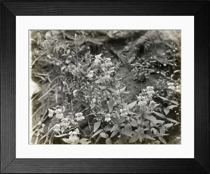 Framed Print : Wildflowers in bloom, between 1915 and 1935. Creator: Frances Benjamin Johnston Framed Print : Wildflowers in bloom, between 1915 and 1935. Creator: Frances Benjamin Johnston