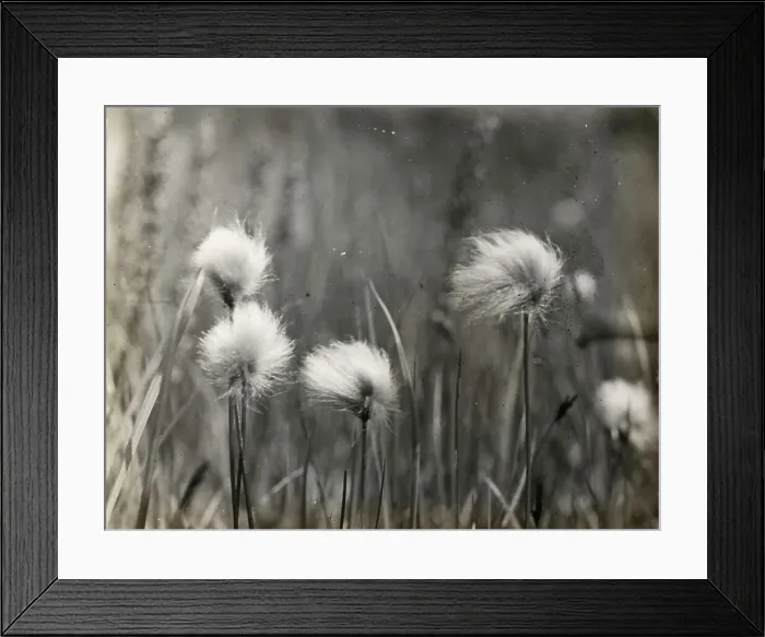 Framed Print : Wildflowers, between 1915 and 1935. Creator: Frances Benjamin Johnston Framed Print : Wildflowers, between 1915 and 1935. Creator: Frances Benjamin Johnston