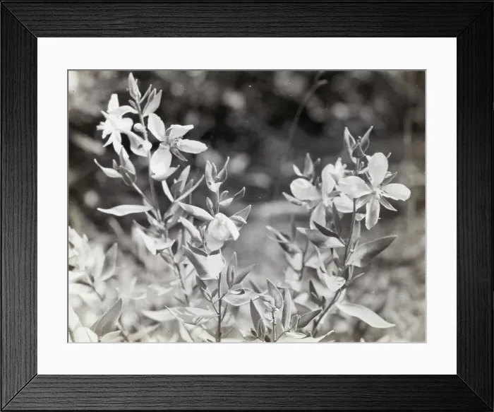 Framed Print : Wildflowers in bloom, between 1915 and 1935. Creator: Frances Benjamin Johnston Framed Print : Wildflowers in bloom, between 1915 and 1935. Creator: Frances Benjamin Johnston