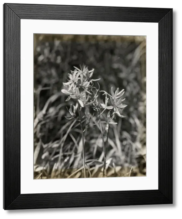 Framed Print : Wildflowers in bloom, between 1915 and 1935. Creator: Frances Benjamin Johnston Framed Print : Wildflowers in bloom, between 1915 and 1935. Creator: Frances Benjamin Johnston