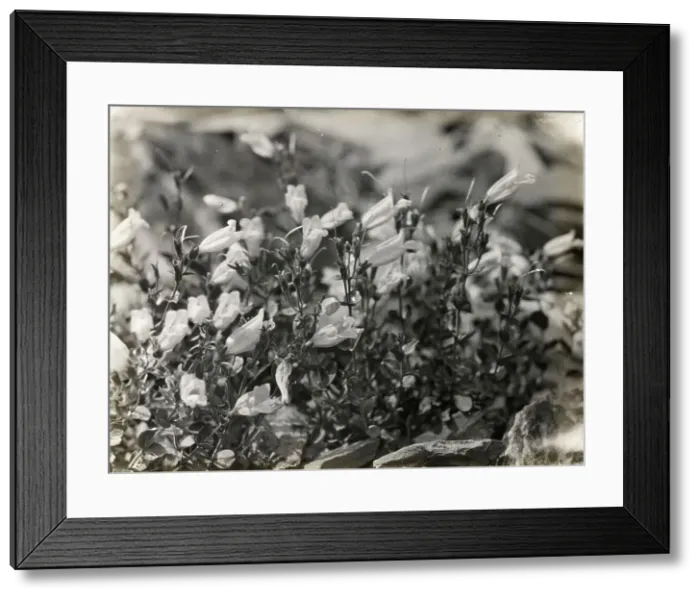 Framed Print : Bell Flower (campanula), between 1915 and 1935. Creator: Frances Benjamin Johnston Framed Print : Bell Flower (campanula), between 1915 and 1935. Creator: Frances Benjamin Johnston