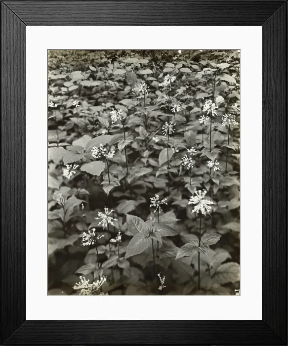 Framed Print : Wildflowers in bloom, between 1915 and 1935. Creator: Frances Benjamin Johnston Framed Print : Wildflowers in bloom, between 1915 and 1935. Creator: Frances Benjamin Johnston