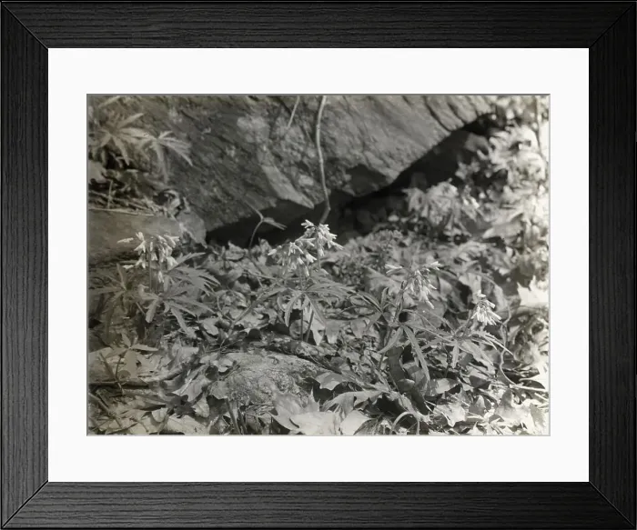 Framed Print : Wildflowers in bloom, between 1915 and 1935. Creator: Frances Benjamin Johnston Framed Print : Wildflowers in bloom, between 1915 and 1935. Creator: Frances Benjamin Johnston