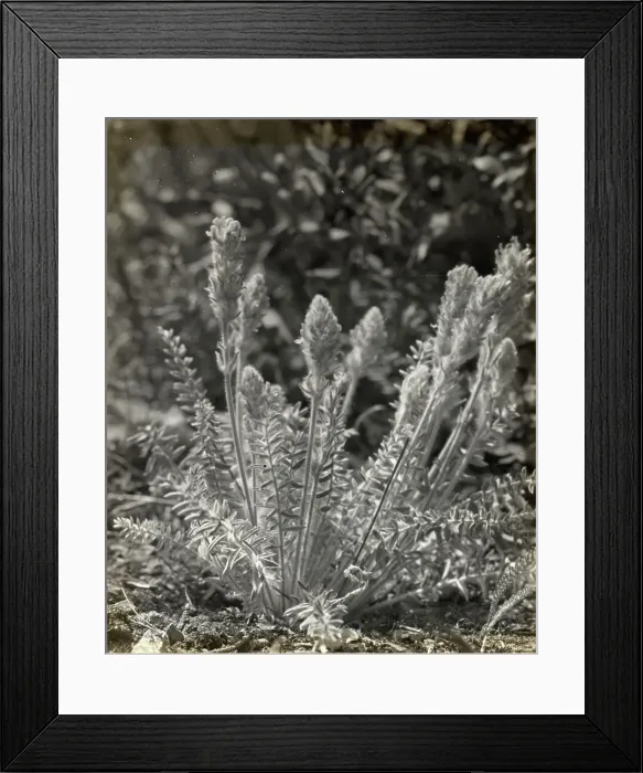 Framed Print : Wildflowers in bloom, between 1915 and 1935. Creator: Frances Benjamin Johnston Framed Print : Wildflowers in bloom, between 1915 and 1935. Creator: Frances Benjamin Johnston