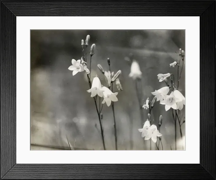 Framed Print : Bell Flower (campanula), between 1915 and 1935. Creator: Frances Benjamin Johnston Framed Print : Bell Flower (campanula), between 1915 and 1935. Creator: Frances Benjamin Johnston
