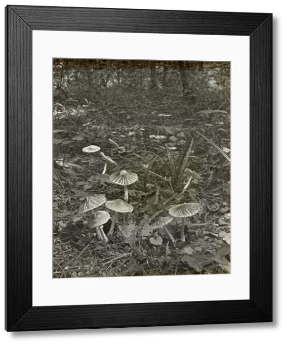Framed Print : Woodland mushrooms, between 1915 and 1935. Creator: Frances Benjamin Johnston Framed Print : Woodland mushrooms, between 1915 and 1935. Creator: Frances Benjamin Johnston