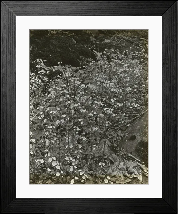 Framed Print : Wildflowers in bloom, between 1915 and 1935. Creator: Frances Benjamin Johnston Framed Print : Wildflowers in bloom, between 1915 and 1935. Creator: Frances Benjamin Johnston