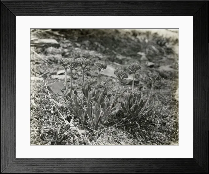 Framed Print : Benvenuto, Robert Pim Butchart house, 800 Benvenuto Lane, Central Saanich, British Colum... 1923. Creator: Frances Benjamin Johnston. Benvenuto, Robert Pim Butchart house, 800 Benvenuto Lane, Central Saanich, British Colum... 1923 Framed Print : Benvenuto, Robert Pim Butchart house, 800 Benvenuto Lane, Central Saanich, British Colum... 1923. Creator: Frances Benjamin Johnston. Benvenuto, Robert Pim Butchart house, 800 Benvenuto Lane, Central Saanich, British Colum... 1923
