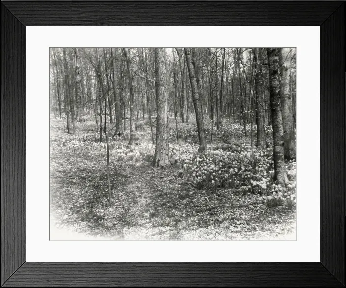 Framed Print : Unidentified garden or park, possibly Ronaele Manor, Fitz Eugene Dixon house, Elkins Par... c1920 Creator: Frances Benjamin Johnston. Unidentified garden or park, possibly Ronaele Manor, Fitz Eugene Dixon house, Elkins Par Framed Print : Unidentified garden or park, possibly Ronaele Manor, Fitz Eugene Dixon house, Elkins Par... c1920 Creator: Frances Benjamin Johnston. Unidentified garden or park, possibly Ronaele Manor, Fitz Eugene Dixon house, Elkins Par