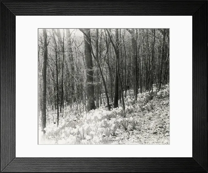 Framed Print : Unidentified garden or park, possibly Ronaele Manor, Fitz Eugene Dixon house, Elkins Par... c1920 Creator: Frances Benjamin Johnston. Unidentified garden or park, possibly Ronaele Manor, Fitz Eugene Dixon house, Elkins Par Framed Print : Unidentified garden or park, possibly Ronaele Manor, Fitz Eugene Dixon house, Elkins Par... c1920 Creator: Frances Benjamin Johnston. Unidentified garden or park, possibly Ronaele Manor, Fitz Eugene Dixon house, Elkins Par