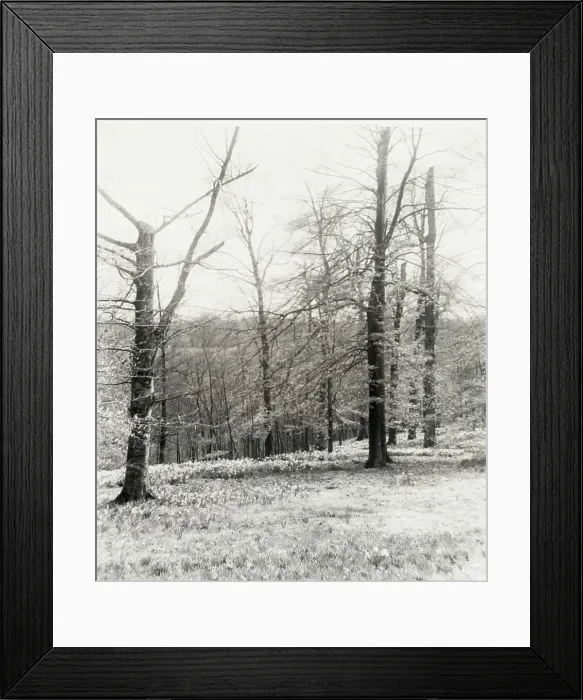 Framed Print : Unidentified garden or park, possibly Ronaele Manor, Fitz Eugene Dixon house, Elkins Par... c1920 Creator: Frances Benjamin Johnston. Unidentified garden or park, possibly Ronaele Manor, Fitz Eugene Dixon house, Elkins Par Framed Print : Unidentified garden or park, possibly Ronaele Manor, Fitz Eugene Dixon house, Elkins Par... c1920 Creator: Frances Benjamin Johnston. Unidentified garden or park, possibly Ronaele Manor, Fitz Eugene Dixon house, Elkins Par