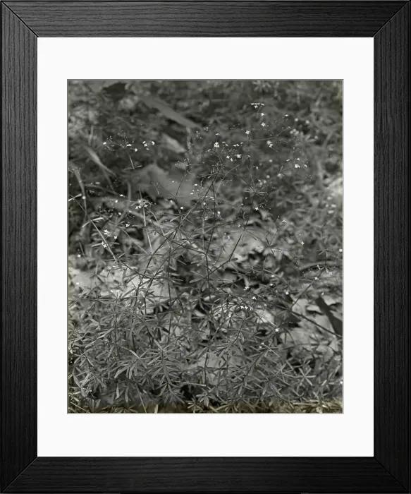 Framed Print : Baby Breath (gypsophilia), between 1915 and 1935. Creator: Frances Benjamin Johnston Framed Print : Baby Breath (gypsophilia), between 1915 and 1935. Creator: Frances Benjamin Johnston