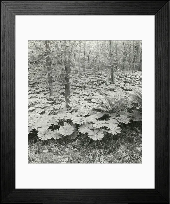 Framed Print : Mayapple (podophyllum), between 1915 and 1935. Creator: Frances Benjamin Johnston Framed Print : Mayapple (podophyllum), between 1915 and 1935. Creator: Frances Benjamin Johnston