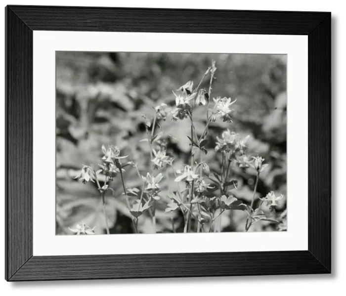 Framed Print : Columbine (aguilegia), between 1910 and 1935. Creator: Frances Benjamin Johnston Framed Print : Columbine (aguilegia), between 1910 and 1935. Creator: Frances Benjamin Johnston