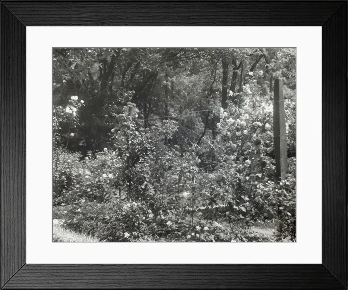 Framed Print : Willowmere, Rear Admiral Aaron Ward house, 435 Bryant Avenue, Roslyn Harbor, New York, 1914. Creator: Frances Benjamin Johnston. Willowmere, Rear Admiral Aaron Ward house, 435 Bryant Avenue, Roslyn Harbor, New York, 1914 Framed Print : Willowmere, Rear Admiral Aaron Ward house, 435 Bryant Avenue, Roslyn Harbor, New York, 1914. Creator: Frances Benjamin Johnston. Willowmere, Rear Admiral Aaron Ward house, 435 Bryant Avenue, Roslyn Harbor, New York, 1914