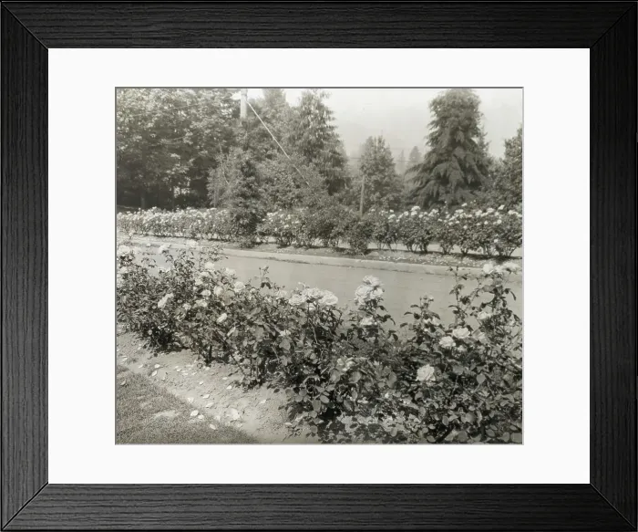 Framed Print : Street with Caroline Restout roses, Portland, Oregon, 1923. Creator: Frances Benjamin Johnston Framed Print : Street with Caroline Restout roses, Portland, Oregon, 1923. Creator: Frances Benjamin Johnston