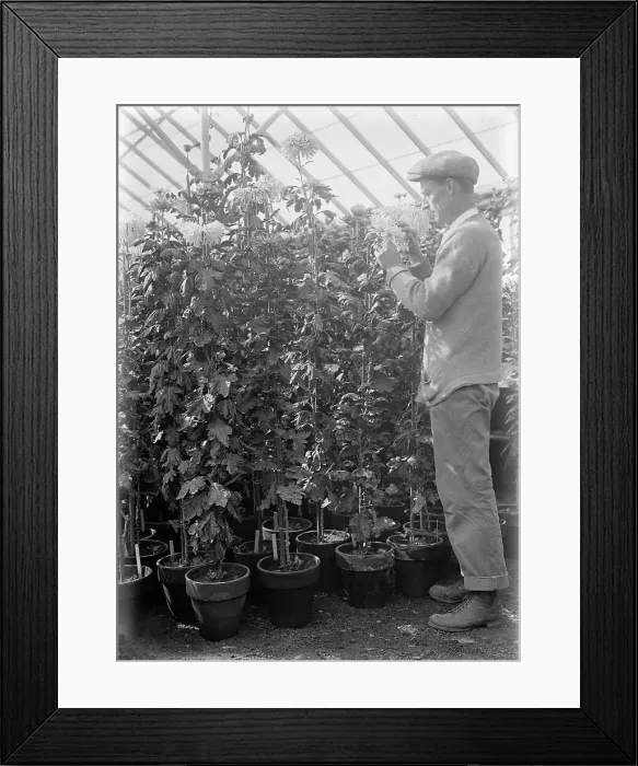 Framed Print : Agriculture Department - Jessie Wilson Chrysanthemum, Martin Graner, Gardener, 1913. Creator: Harris & Ewing. Agriculture Department - Jessie Wilson Chrysanthemum, Martin Graner, Gardener, 1913. Creator: Harris & Ewing Framed Print : Agriculture Department - Jessie Wilson Chrysanthemum, Martin Graner, Gardener, 1913. Creator: Harris & Ewing. Agriculture Department - Jessie Wilson Chrysanthemum, Martin Graner, Gardener, 1913. Creator: Harris & Ewing