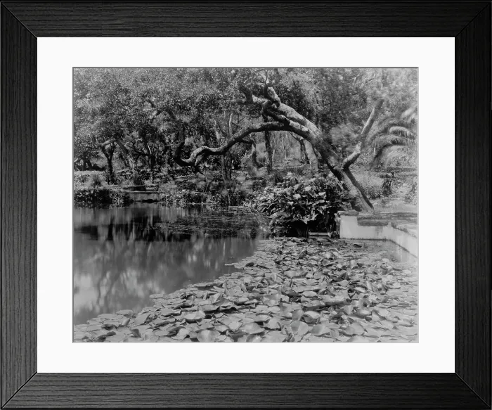 Framed Print : Water lilies, calla lilies, and California live oaks growing...Santa Barbara, CA, c1903 - 1923. Creator: Frances Benjamin Johnston Framed Print : Water lilies, calla lilies, and California live oaks growing...Santa Barbara, CA, c1903 - 1923. Creator: Frances Benjamin Johnston