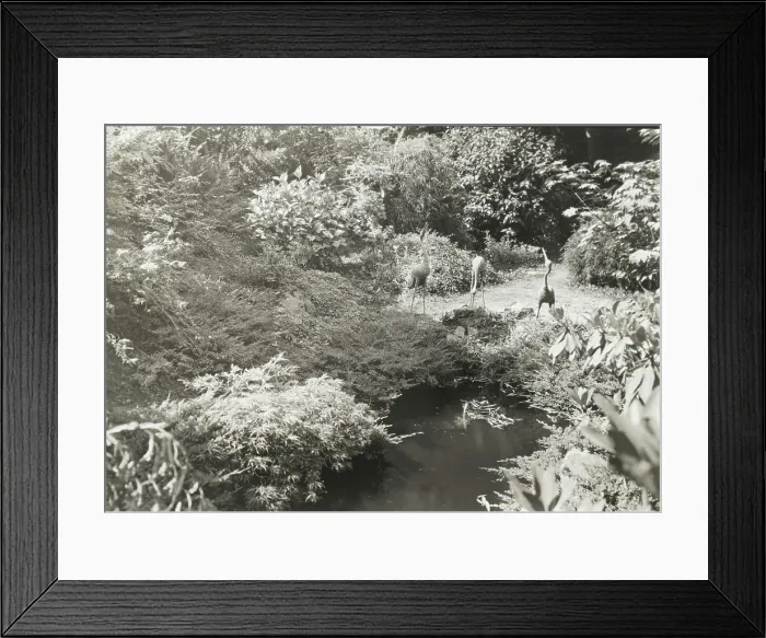 Framed Print : Unidentified garden, between 1920 and 1930. Creator: Frances Benjamin Johnston Framed Print : Unidentified garden, between 1920 and 1930. Creator: Frances Benjamin Johnston