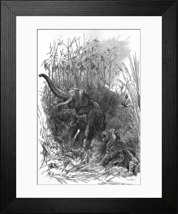 Framed Print : The Colonial Exhibition: India: The Trophy of Kooch Behar, 1886. Creator: Unknown Framed Print : The Colonial Exhibition: India: The Trophy of Kooch Behar, 1886. Creator: Unknown