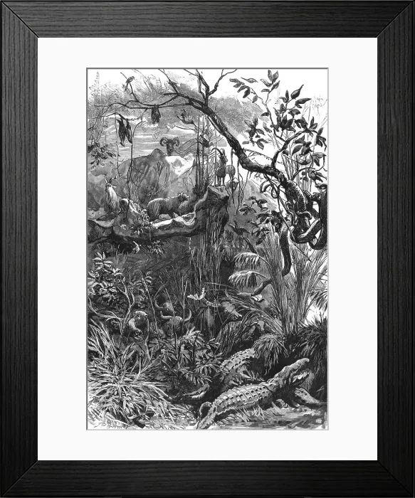 Framed Print : The Colonial Exhibition: India, The Jungle, 1886. Creator: Unknown Framed Print : The Colonial Exhibition: India, The Jungle, 1886. Creator: Unknown